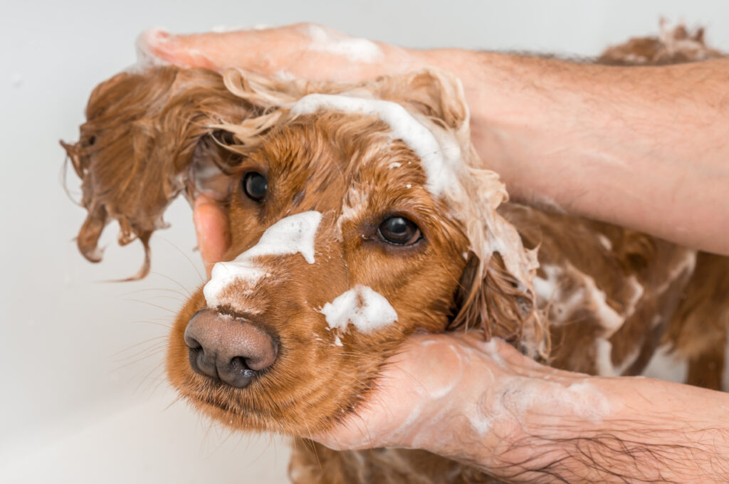 Dog Bath Services in Southend